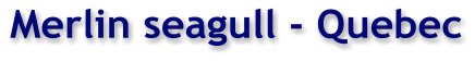Merlin seagull - Quebec